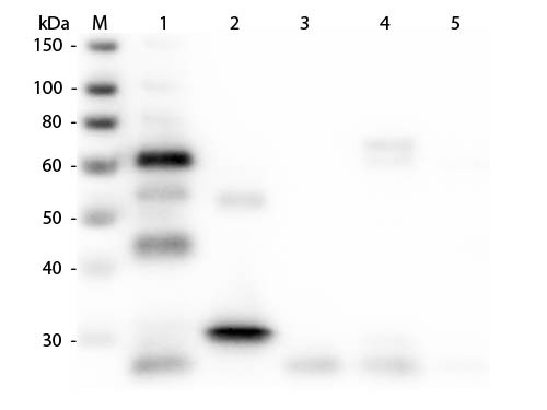 Anti-Chicken IgG (H&amp;L) (Min X Bv Gt GP Ham Hs Hu Ms Rb Rt &amp; Sh Serum Proteins), DyLight 405 conjugat