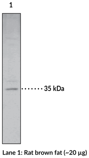 Anti-Monoacylglycerol Lipase