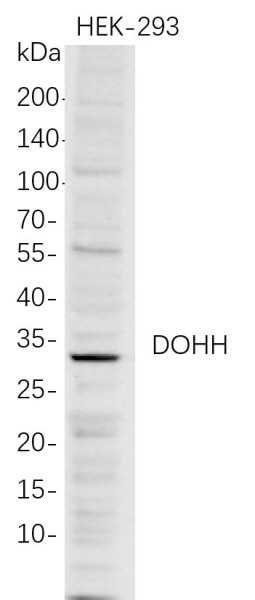 Anti-Recombinant DOHH, clone 5D9