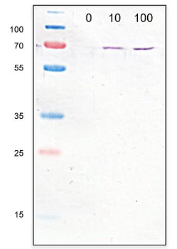 Anti-GBP1 (human), pAb (IN111)