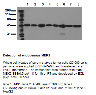Anti-MEK2 (N-term), clone 8E8