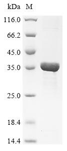 Concanavalin-A, Canavalia lineata, recombinant