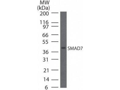 Anti-SMAD7