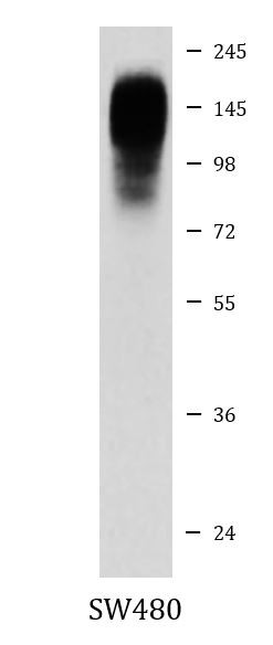 Anti-CD66a / CEACAM1