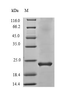 Vascular endothelial growth factor B (VEGFB), human, recombinant