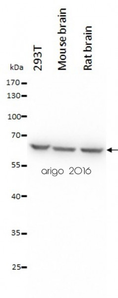 Anti-Hsp60, clone LK1