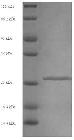 Chymotrypsin-like elastase family member 2A (Cela2a), mouse, recombinant
