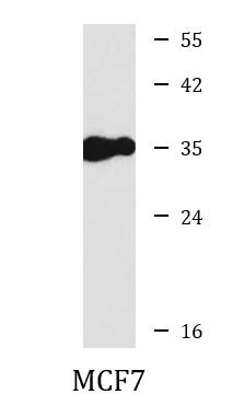 Anti-AREG / Amphiregulin