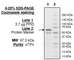 PPID (CYP-40), human recombinant protein, N-terminal GST-tag