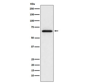 Anti-MMP2, clone ADGF-13
