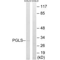 Anti-PGLS