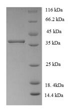 Nuclear transcription factor Y subunit A-3 (NFYA3), Arabidopsis thaliana, recombinant