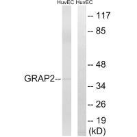 Anti-GRAP2