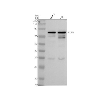 Anti-RXFP1 / Relaxin receptor 1