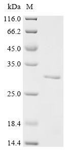 Prolactin (prl), recombinant Salmo salar