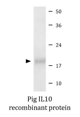 Pig IL10 recombinant protein (Active)