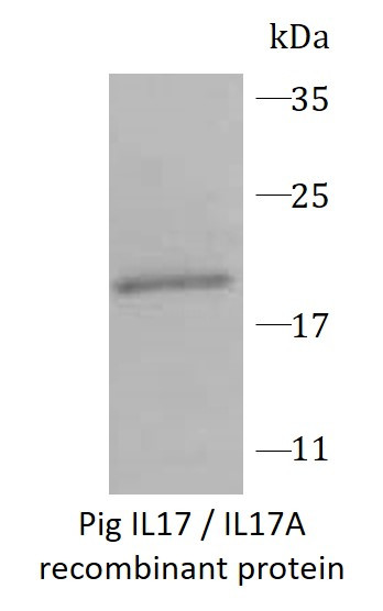 Pig IL17 / IL17A recombinant protein (His-tagged)