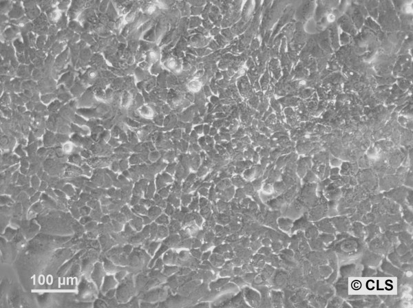 HROHep03 Cells