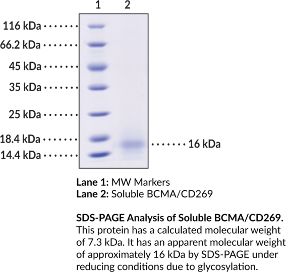 Soluble BCMA/CD269 (human, recombinant)