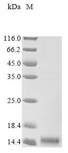 Phospholipase A2, partial, Crotalus atrox, recombinant