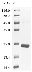 Myelin-oligodendrocyte glycoprotein (Mog), partial, mouse, recombinant