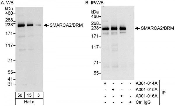 Anti-SMARCA2/BRM