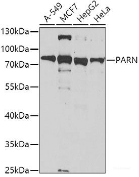 Anti-PARN