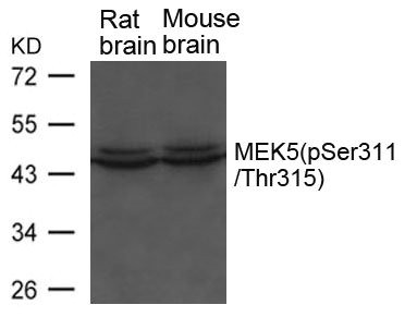Anti-Phospho-Map2k5 (Ser311/Thr315)