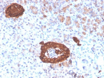 Anti-Synaptophysin, clone rSYP/4654