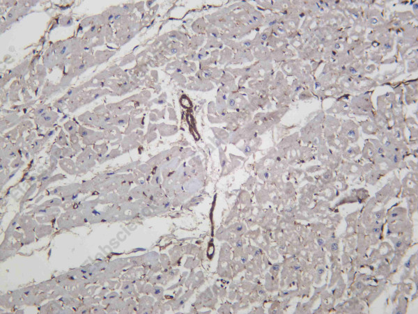 Anti-Recombinant VPS4A, clone C112611