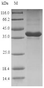 Gremlin-1 (Grem1), rat, recombinant