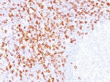 Anti-CD8, clone C8/144B