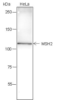 Anti-Recombinant MSH2, clone A307