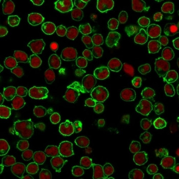 Anti-CD45 (Leukocyte marker), clone PTPRC/1461