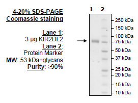 KIR2DL2 Fc-fusion, Biotin-labeled HiP(TM)