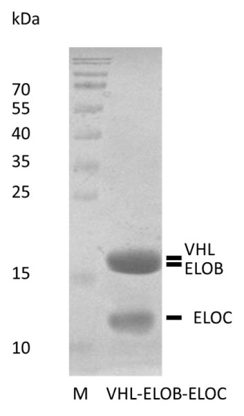 Recombinant Human von Hippel-Lindau Protein Complex