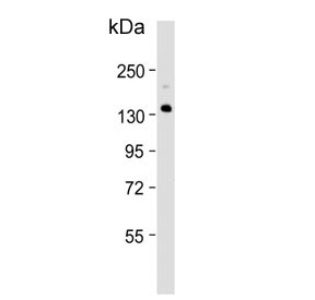 Anti-Xanthine Oxidase / XDH