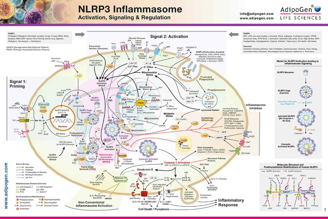 AdipoGen-NLRP3-Inflammasome-Poster