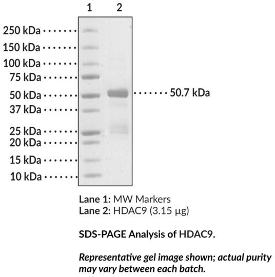 HDAC9 (human, recombinant)