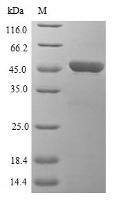 Heme oxygenase 1 (Hmox1), mouse, recombinant