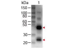 Anti-Human IgG (H&amp;L) [Rabbit] Biotin conjugated