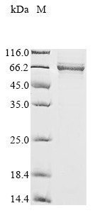 B-cell lymphoma 6 protein (BCL6), partial, human, recombinant