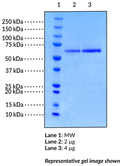 TIP60 (human, recombinant)
