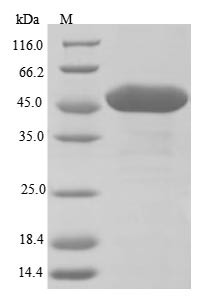 UDP-glycosyltransferase 89C1 (UGT89C1), Arabidopsis thaliana, recombinant