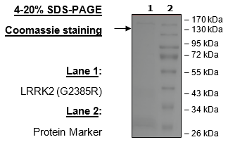 LRRK2 (G2385R), GST-Tag
