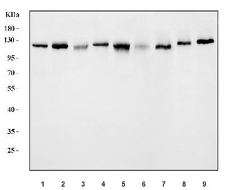 Anti-USP10 / Ubiquitin carboxyl-terminal hydrolase 10