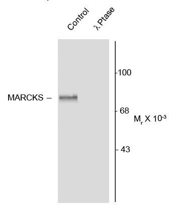 Anti-phospho-MARCKS (Ser152 / Ser156)