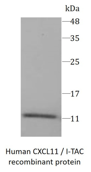 Human CXCL11 / I-TAC recombinant protein (Active) (His-tagged)