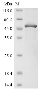 Triggering receptor expressed on myeloid cells 2 (TREM2), partial, human, recombinant