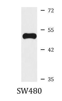 Anti-GJC1 / Connexin 45